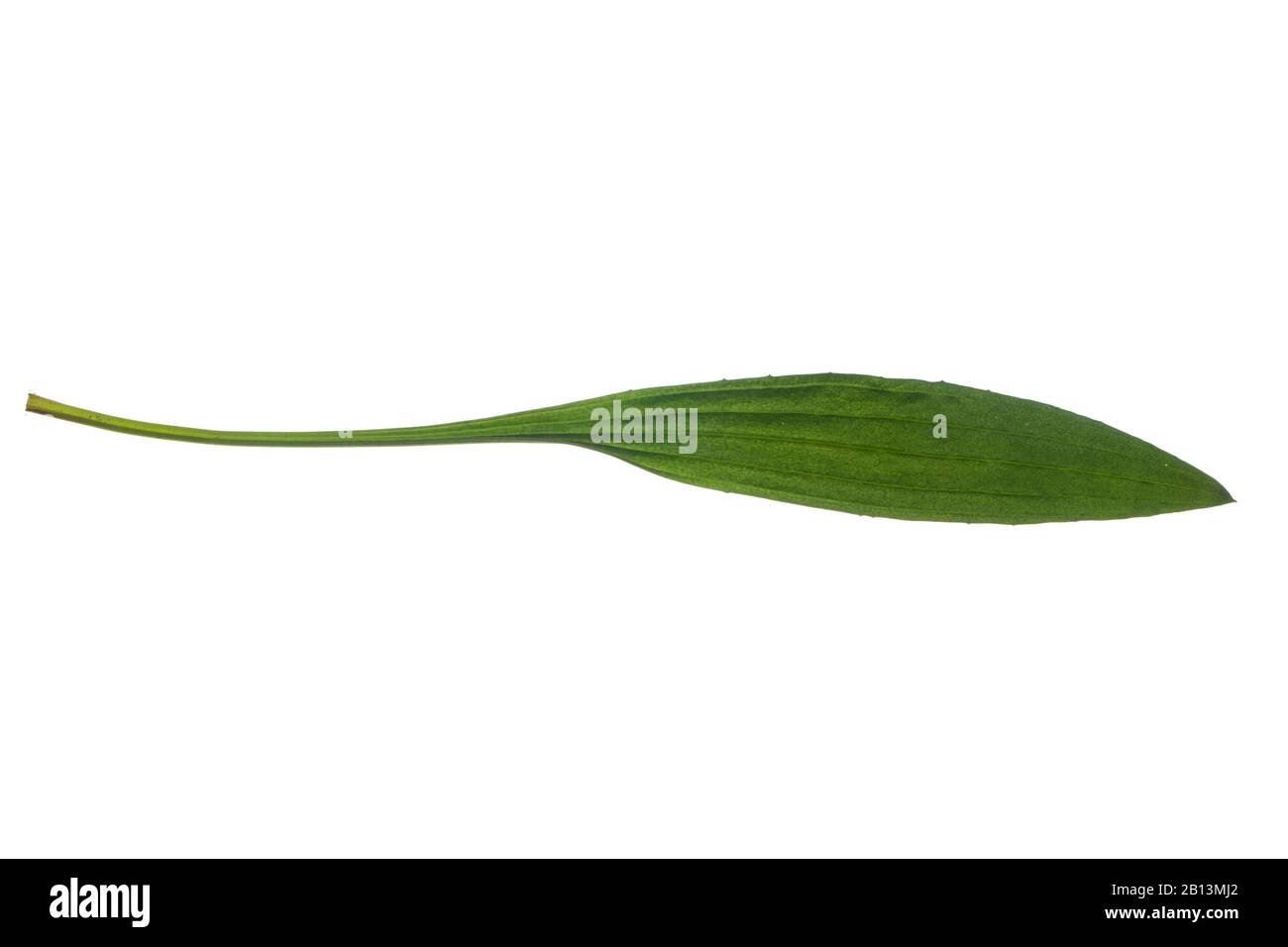buckhorn plantain, English plantain, ribwort plantain, rib grass, ripple grass (Plantago lanceolata), leaf, cutout, Germany Stock Photo