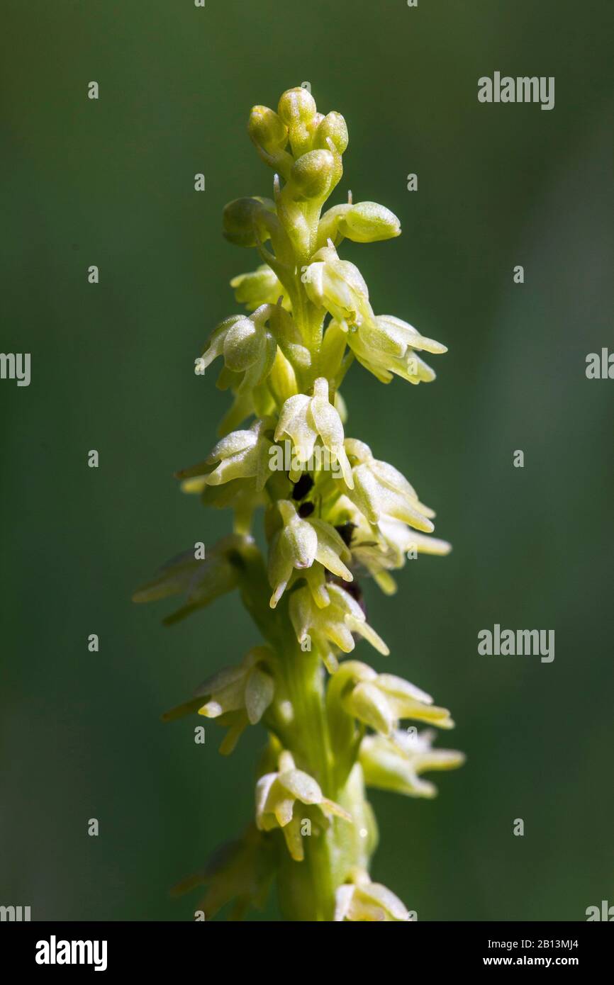 Musk orchid (Herminium monorchis), inflorescence, section, Germany, Baden-Wuerttemberg Stock Photo