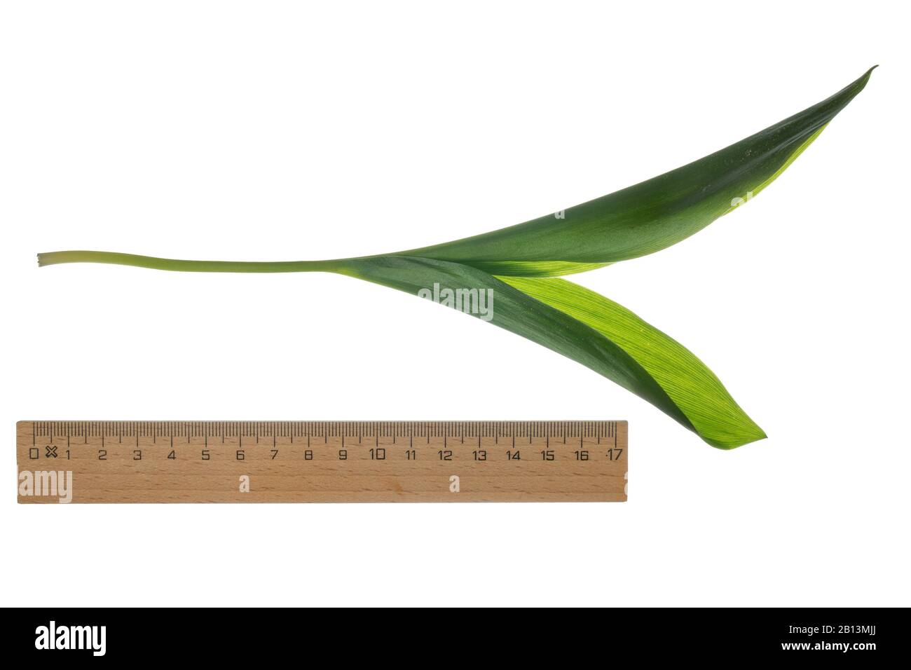 European lily-of-the-valley (Convallaria majalis), leaves, cutout with ruler, Germany Stock Photo