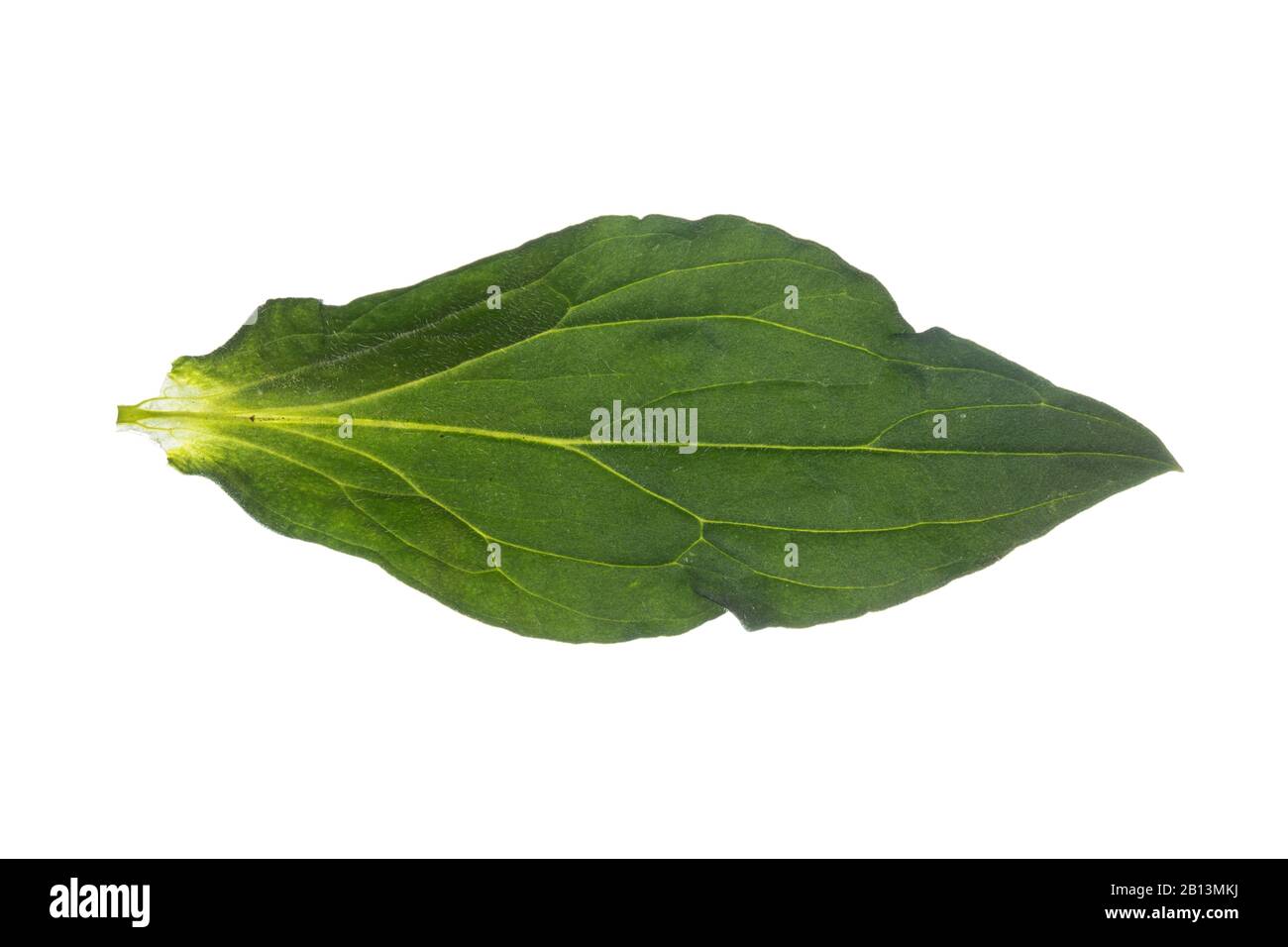 bladder campion, maiden's tears (Silene vulgaris), leaf, cutout, Germany Stock Photo