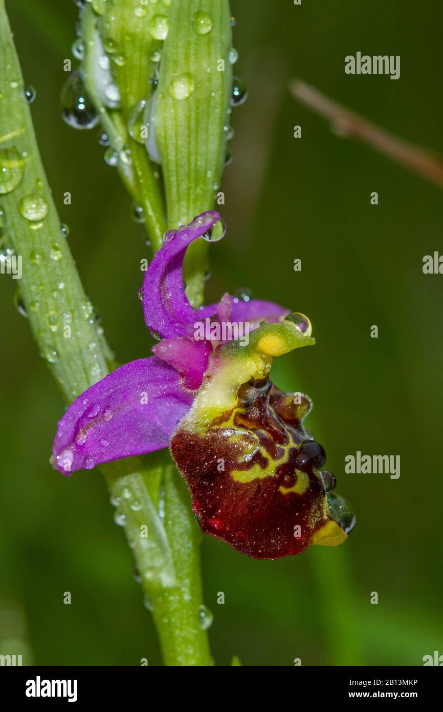later spider orchid (Ophrys holoserica, Ophrys holosericea, Ophrys fuciflora), flower with drops of water, Germany, Baden-Wuerttemberg Stock Photo
