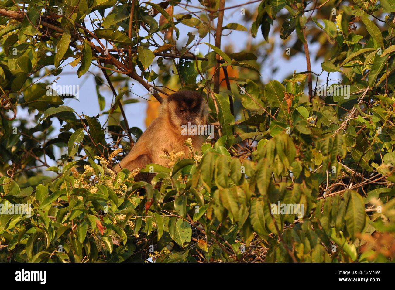 Black-Capped Capuchin, Brown-Capuchin Monkey (Cebus apella), sits on a tree, Brazil, Pantanal Stock Photo