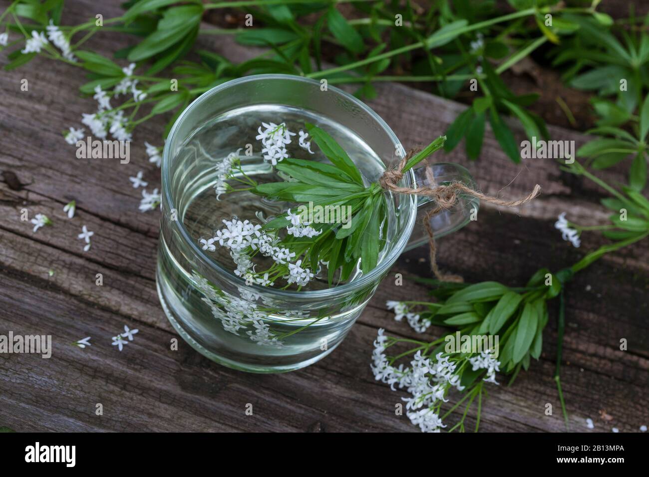 sweet woodruff (Galium odoratum), tee made from sweet woodruff, Germany Stock Photo