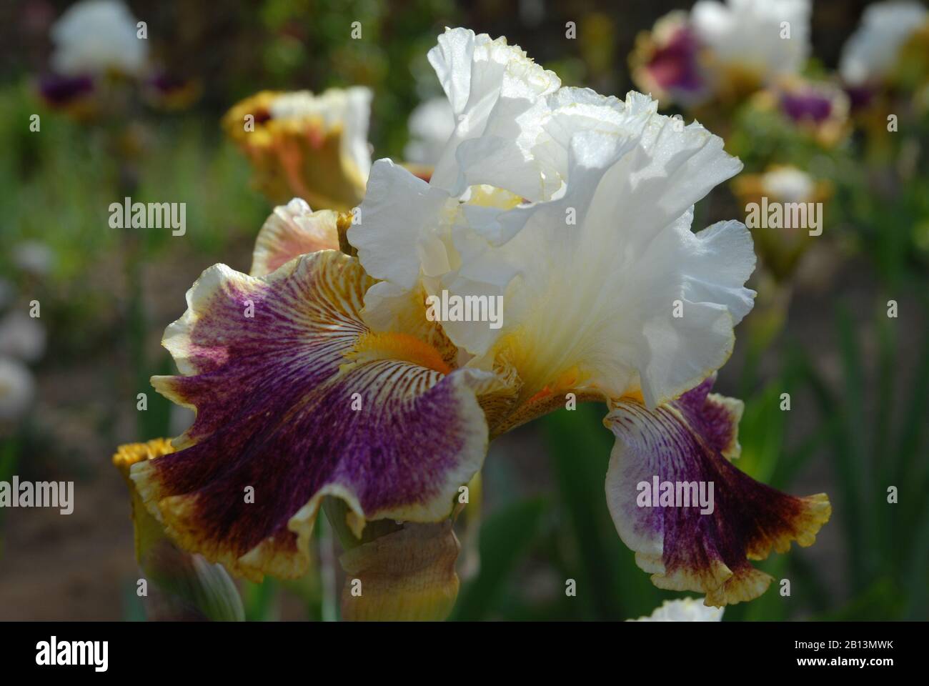 Tall bearded iris, Sordid Lives Stock Photo