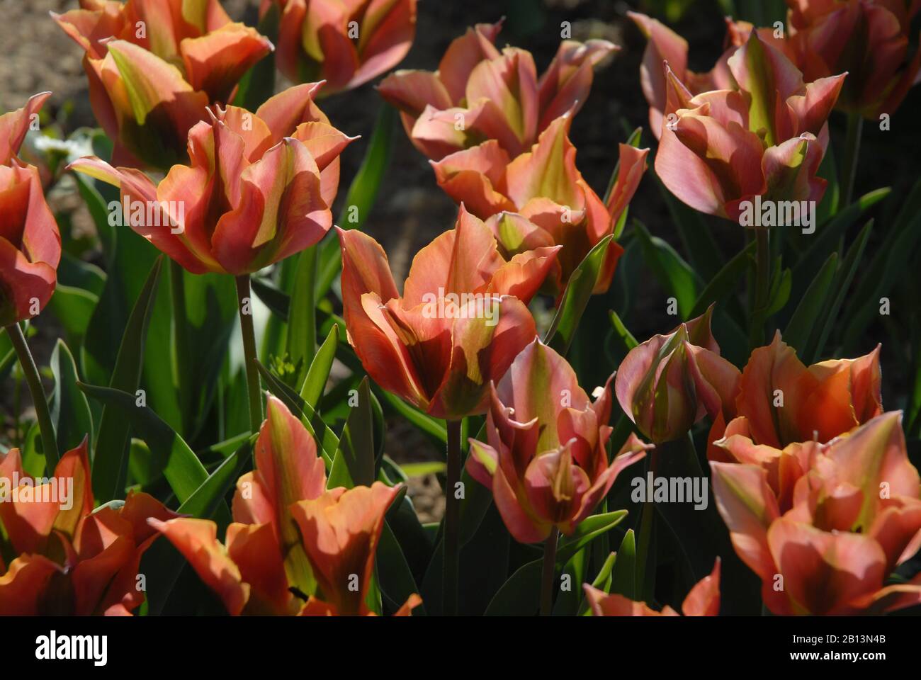 Tulips in a flowerbed, Tulipa Viridiflora Stock Photo