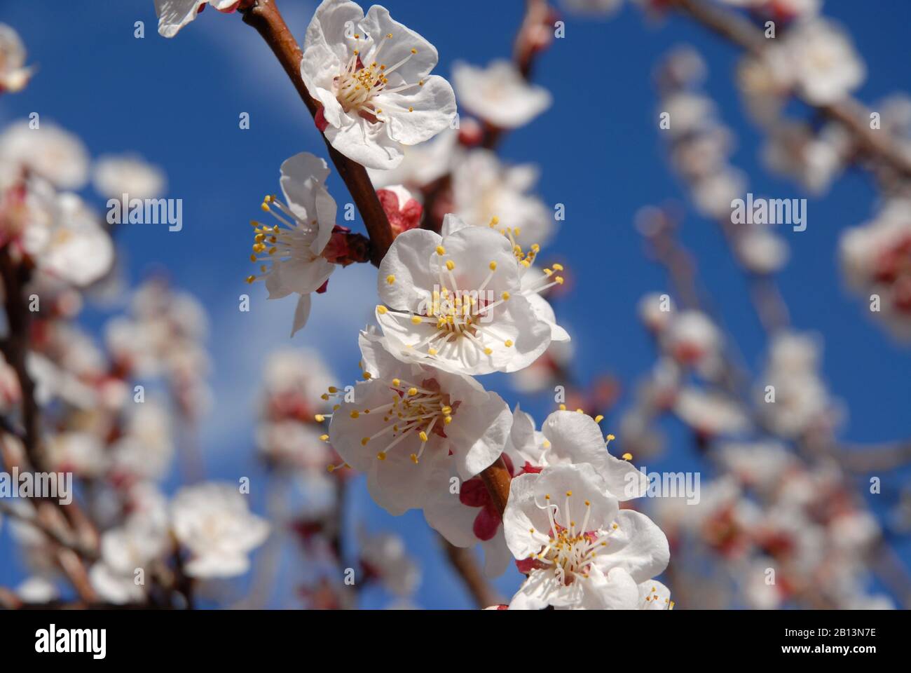 Apricot blossom on tree against blue sky Stock Photo