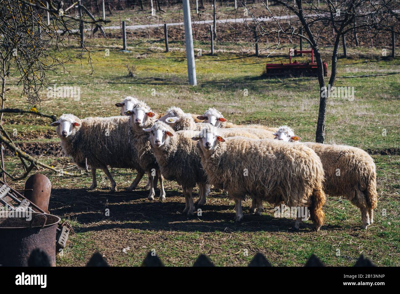 Herd of sheep looking at a camera Stock Photo