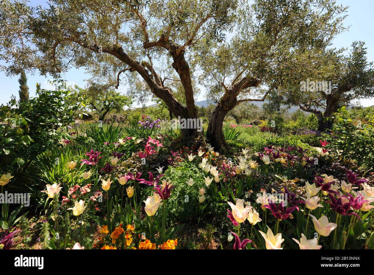 Flowers, Plants, & Mediterranean Olive Trees at Vanderpump