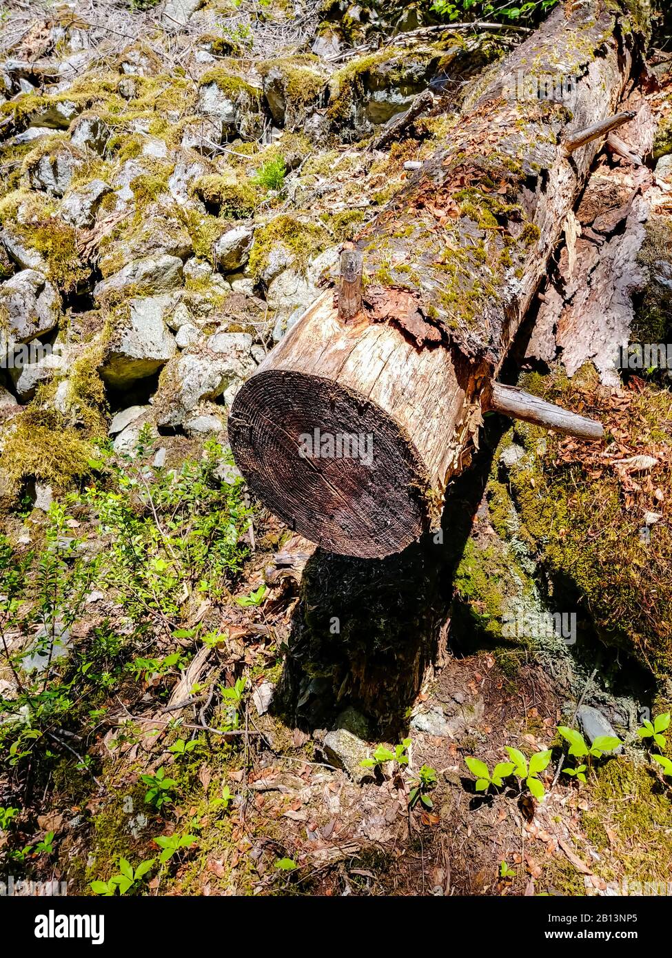 Cut log covered in moss lying on forest ground among rocks and plants