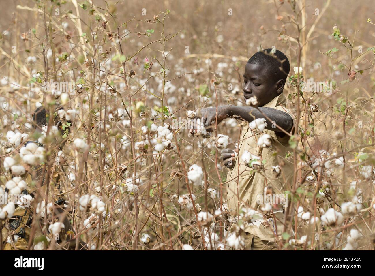 Work in the cotton fields of Cote D'Ivoire,(Ivory Coast Stock Photo - Alamy