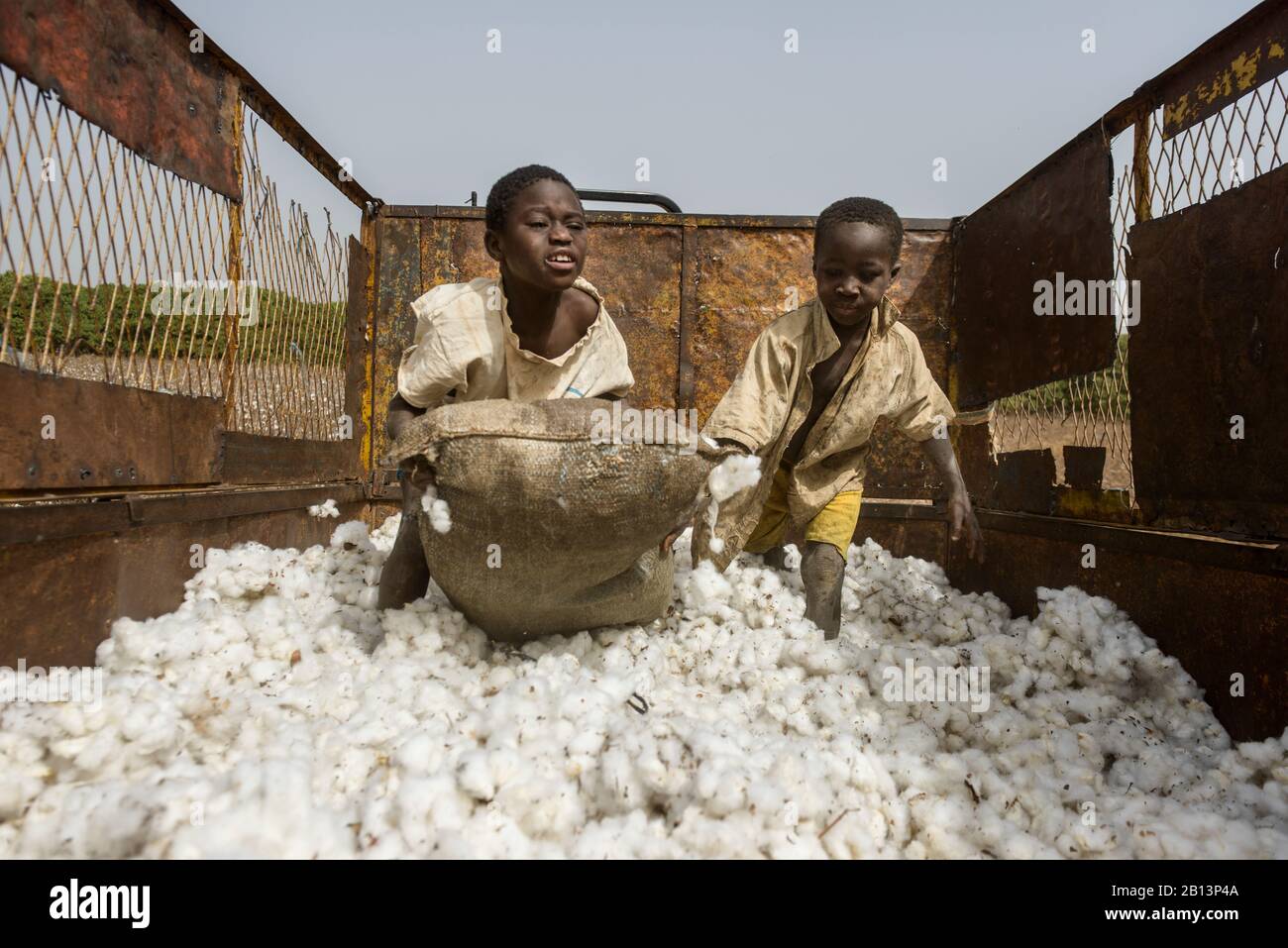 Work in the cotton fields of Cote D'Ivoire,(Ivory Coast Stock Photo - Alamy