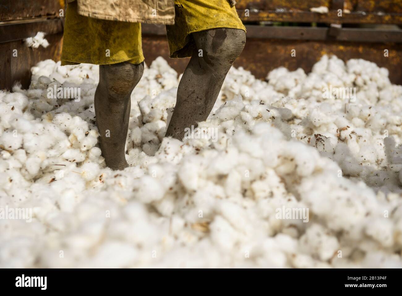 Work in the cotton fields of Cote D'Ivoire,(Ivory Coast Stock Photo - Alamy