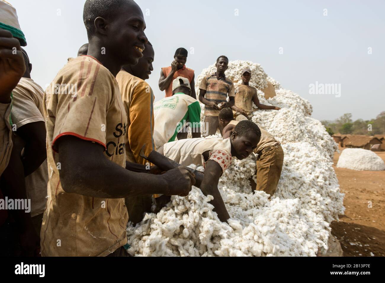 Work in the cotton fields of Cote D'Ivoire,(Ivory Coast Stock Photo - Alamy