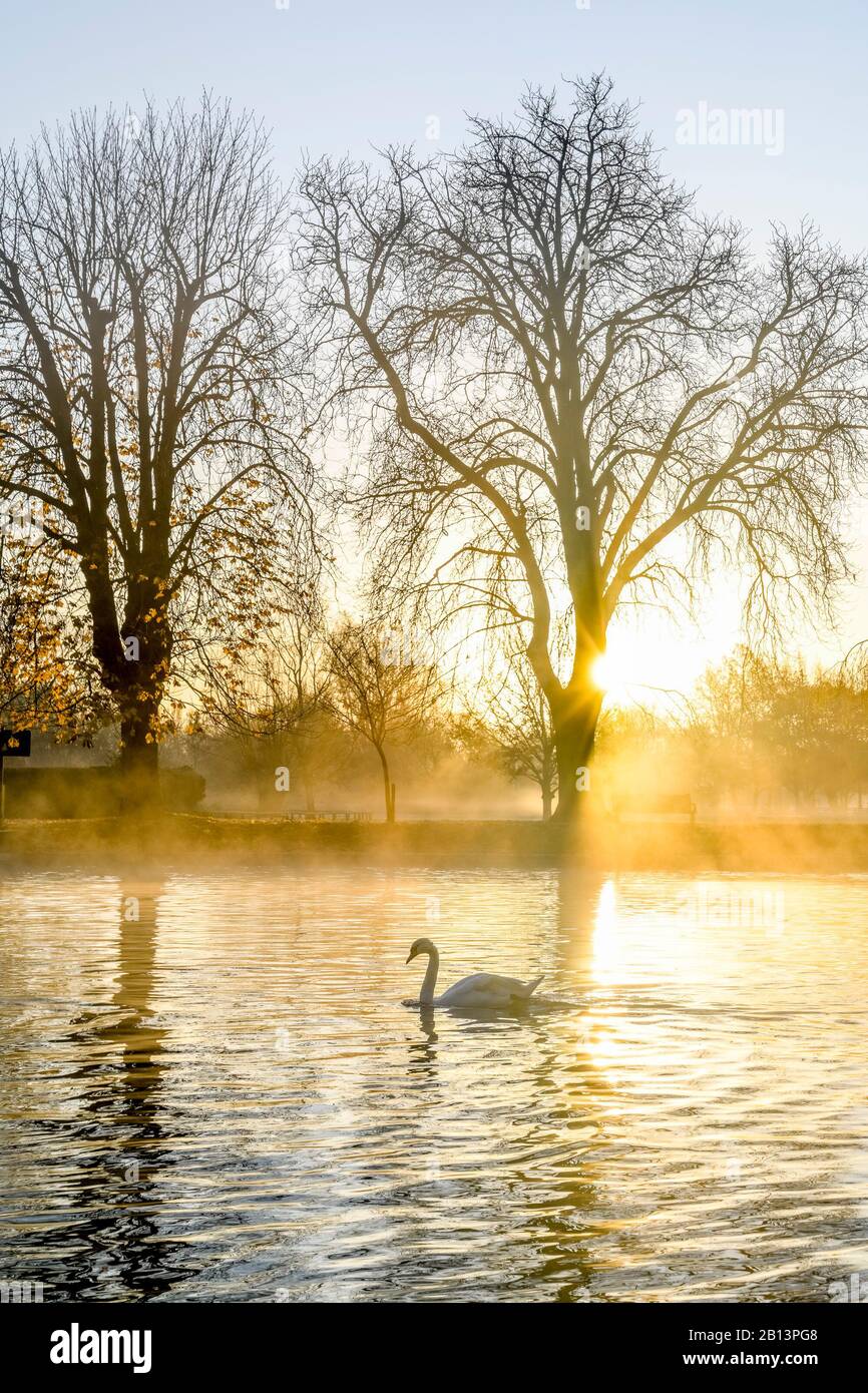 Swan on river at sunrise, dawn, Stratford upon Avon, Warwickshire, England, UK Stock Photo