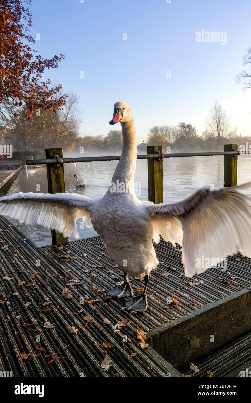 Mute swan,  river Avon,  Stratford upon Avon, Warwickshire, England, UK Stock Photo
