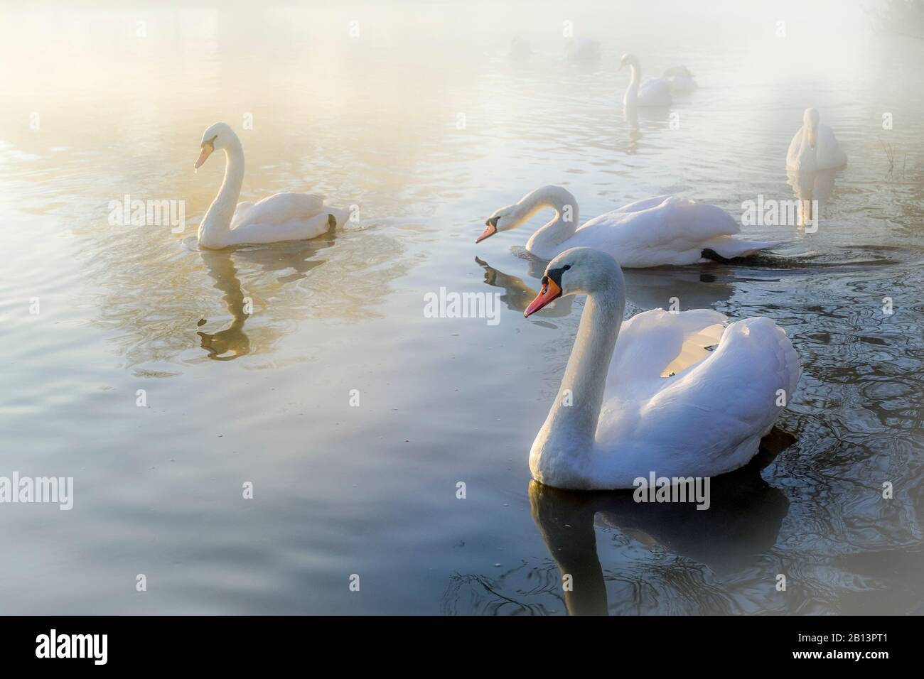 Mute swans,  river Avon,  Stratford upon Avon, Warwickshire, England, UK Stock Photo