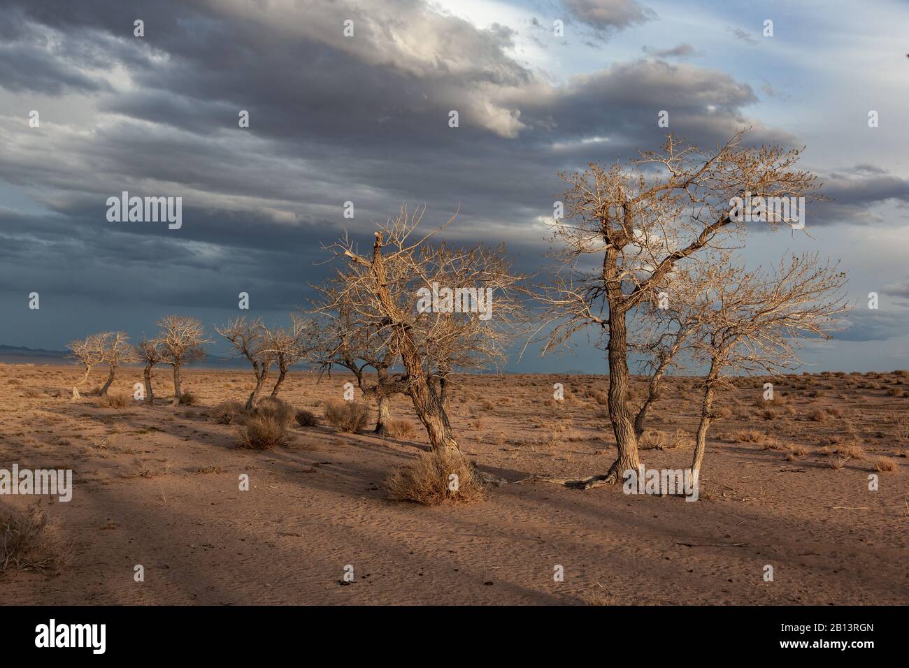 trees in a nature of western Mongolia Stock Photo - Alamy