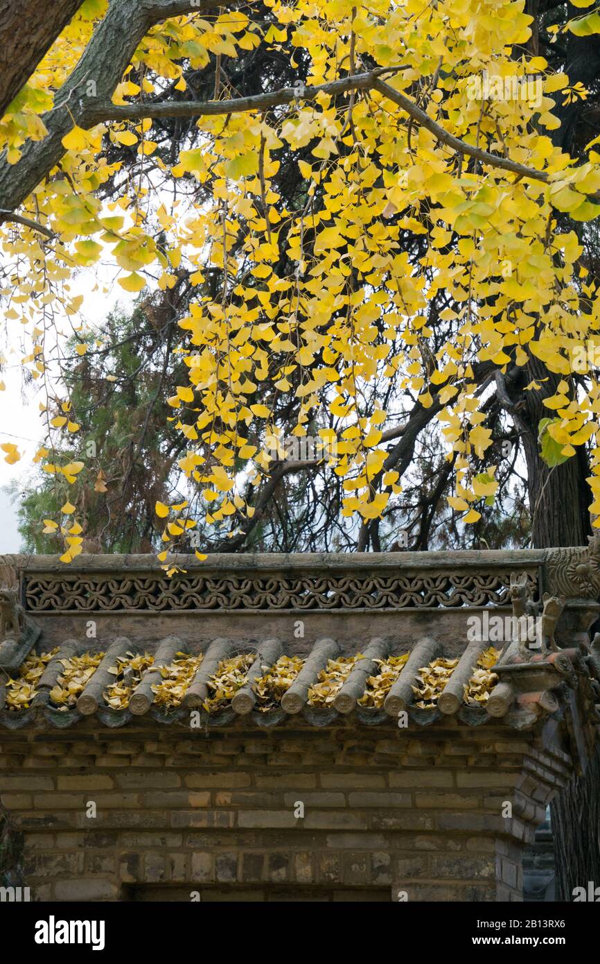 Fulaishan Dinglin Temple 4000-year-old ginkgo tree and ancient temple ...