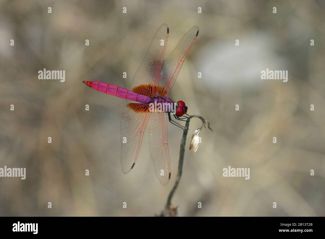 Topical dragonfly sitting on the green leaf Stock Photo - Alamy
