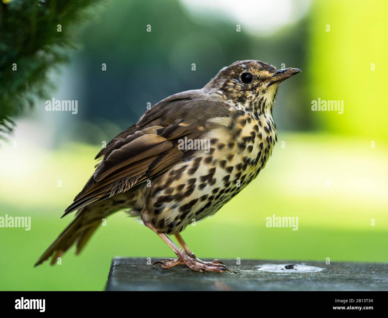 Song Thrush on a bench,Invercargill,New Zealand Stock Photo