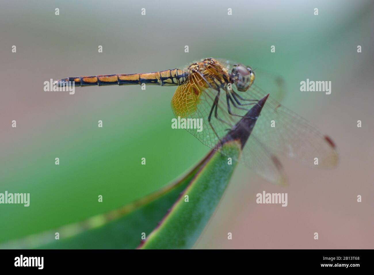 Topical dragonfly sitting on the green leaf Stock Photo - Alamy