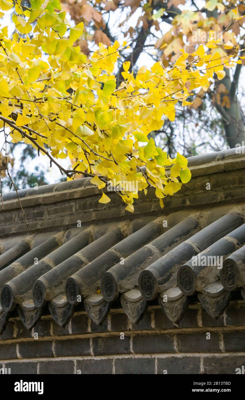 Fulaishan Dinglin Temple 4000-year-old ginkgo tree and ancient temple ...