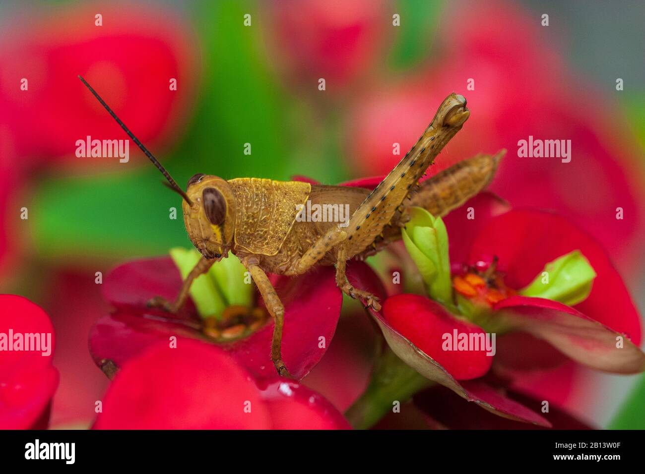 Closeup eating flower hires stock photography and images