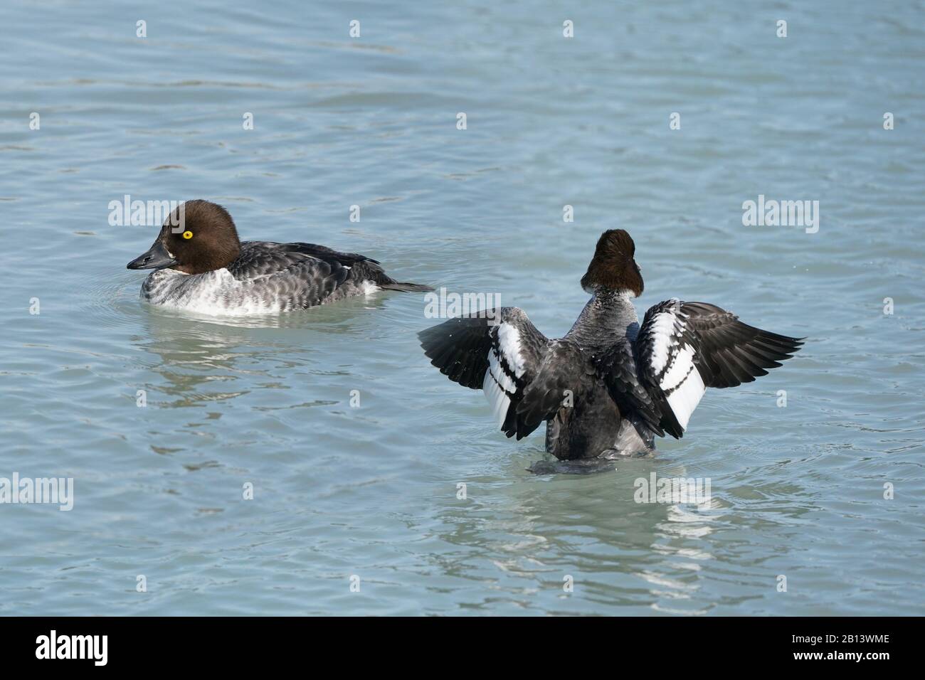 Golden Eye ducks at the lake Stock Photo