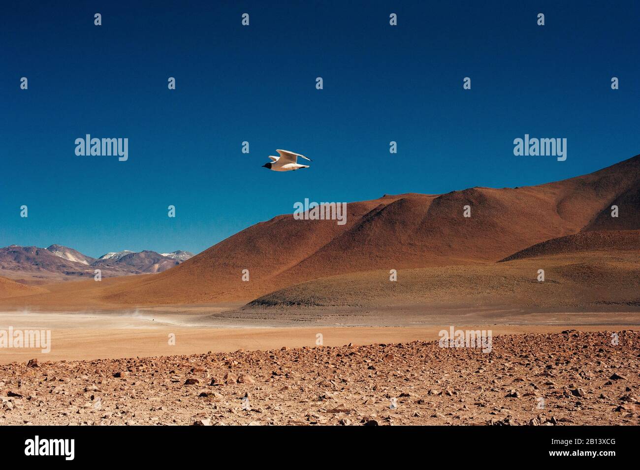 Beautiful landscape in the reserva nacional los flamencos Stock Photo