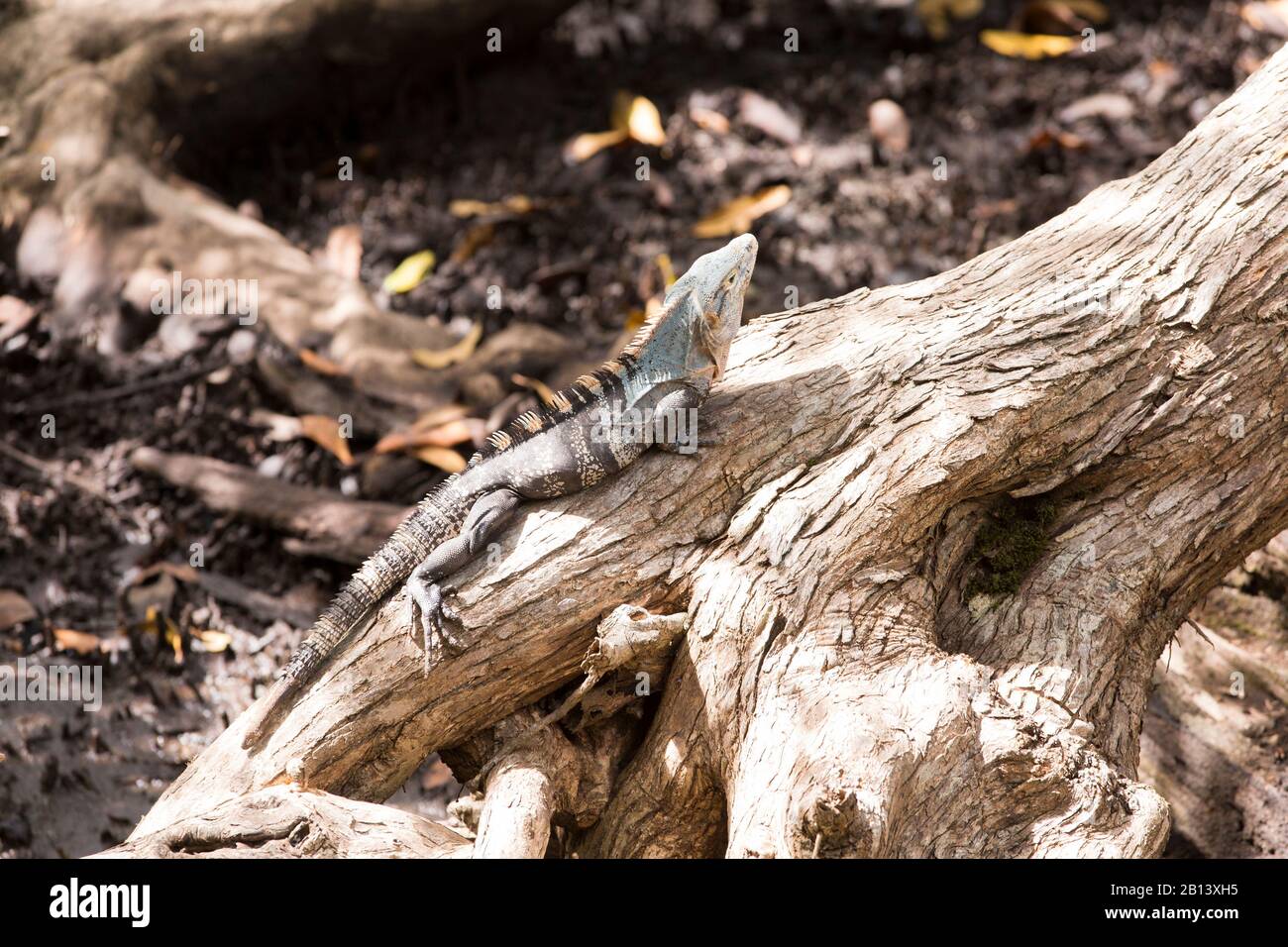 An iguana sunning on a log Stock Photo