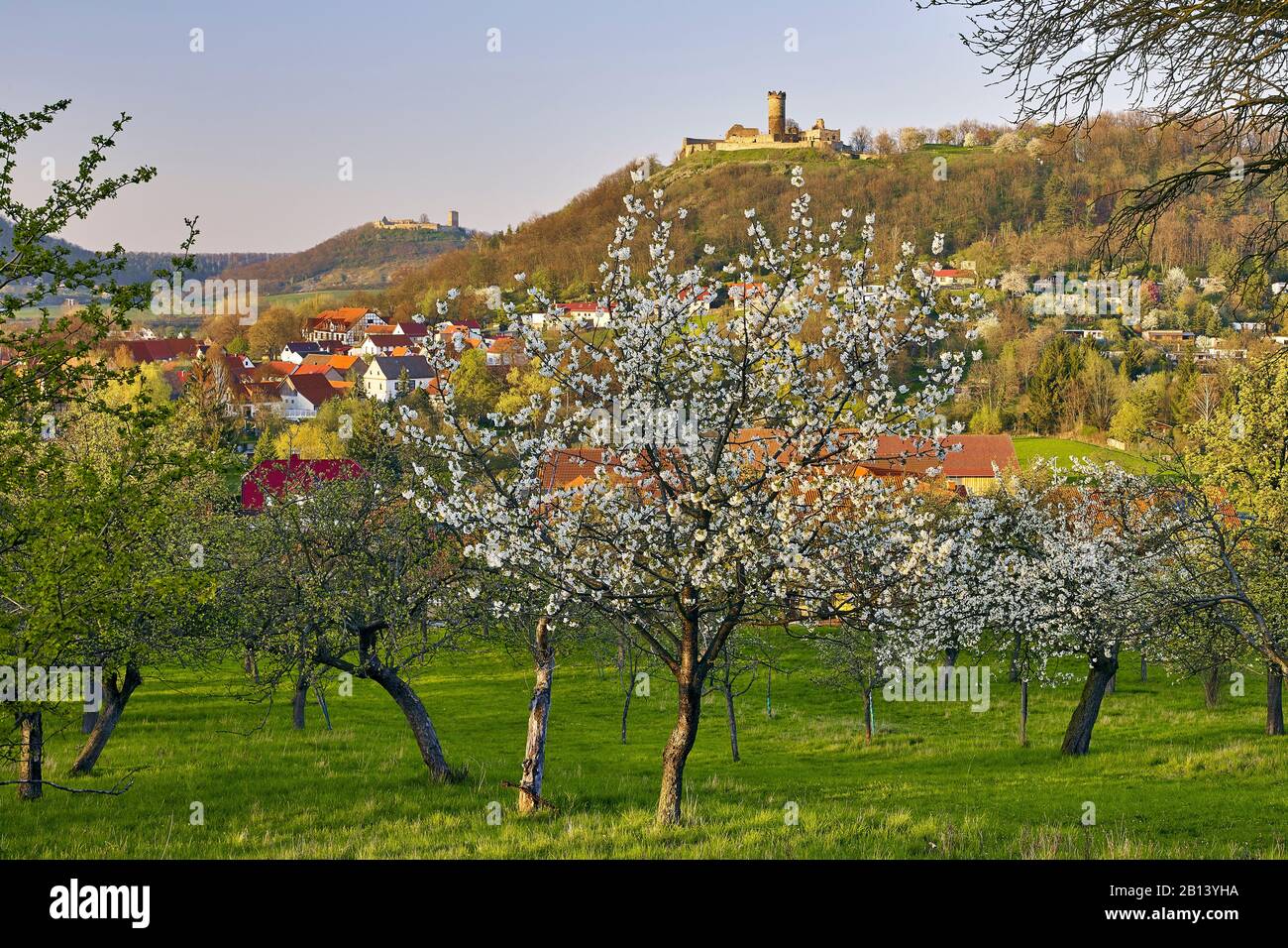 Cherry Blossom at Mühlberg with Gleichen Castle and Mühlburg,Drei