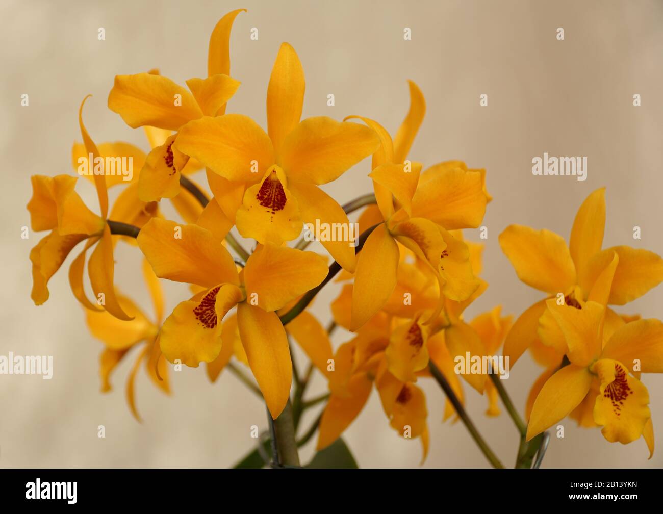 Beautiful yellow orchid of Laeliocattleya Gold Digger 'Orchidglades Mandarin' Stock Photo