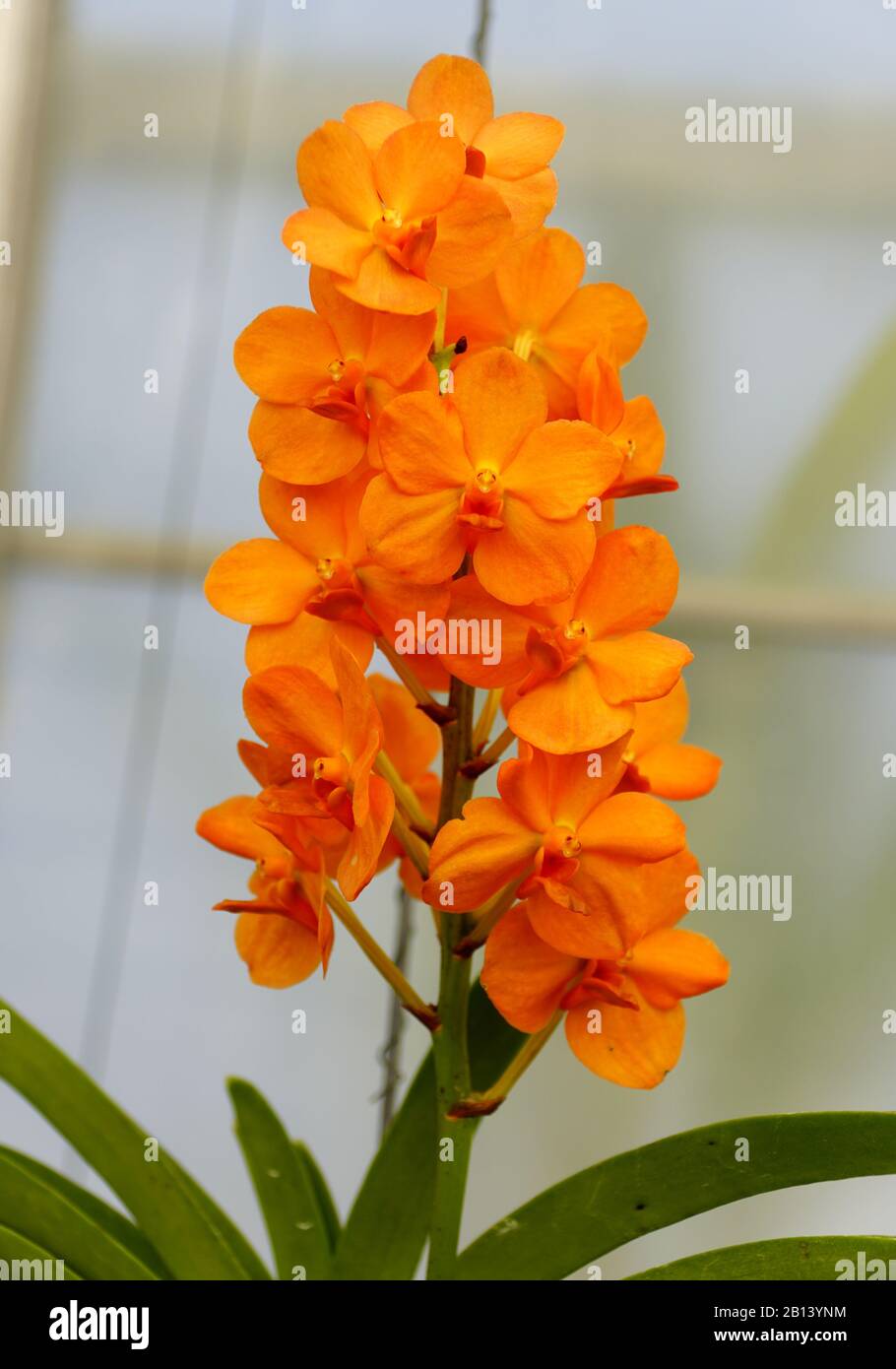 Beautiful clusters of orange Vanda Brighton's Gold orchids Stock Photo