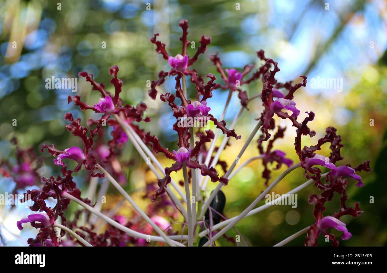 Beautiful clusters of purple Laelia Undulata tall orchid flowers Stock Photo