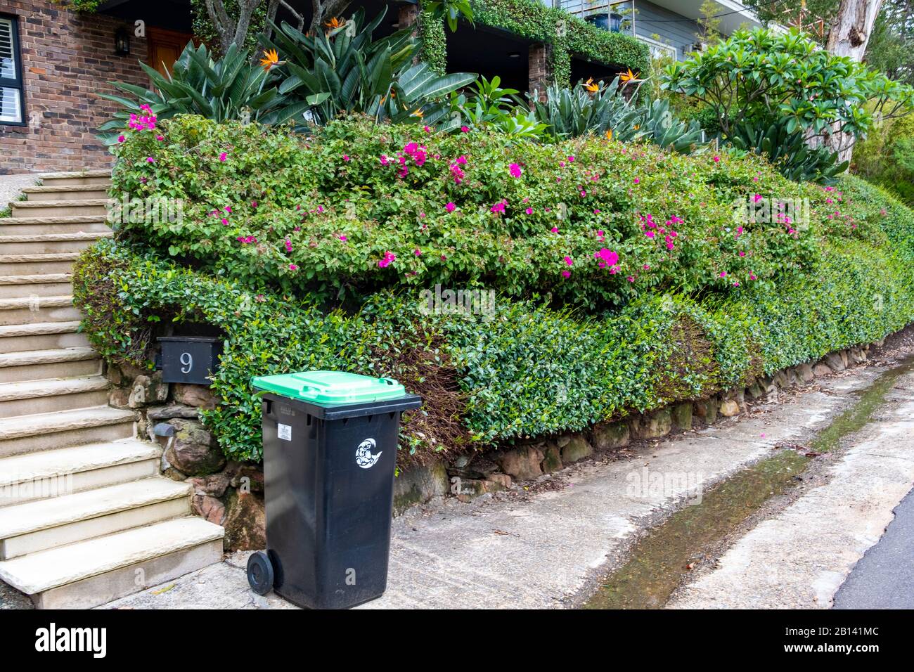 Typical australian domestic garden with native plants,Whale Beach