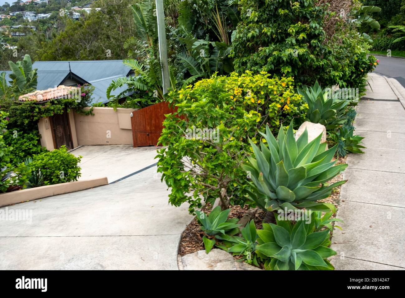 Green australian native plants hires stock photography and images Alamy