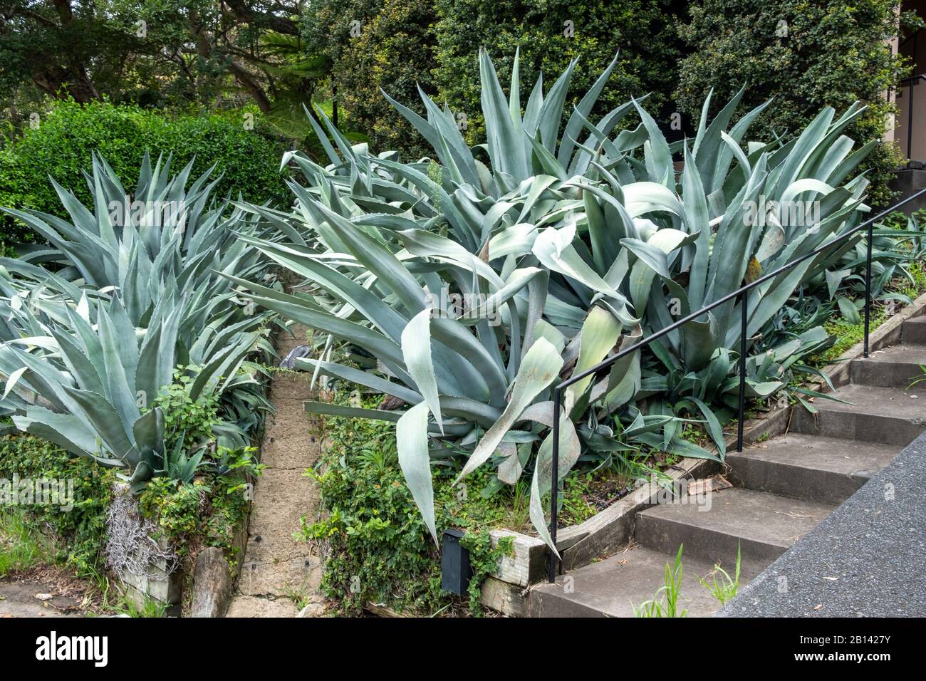 Typical australian domestic garden with native plants,Whale Beach suburb of Sydney,Australia Stock Photo