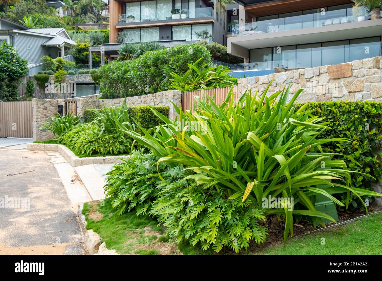 Typical australian domestic garden with native plants,Whale Beach
