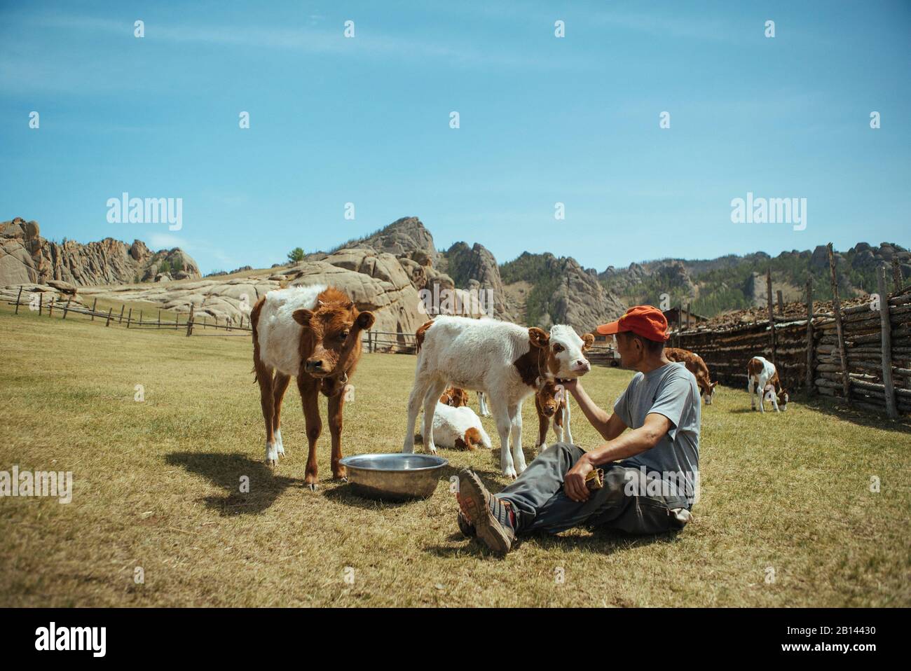 Herdsman stroking calves on a paddock, Mongolian Switzerland, Gobi Desert, Mongolia Stock Photo