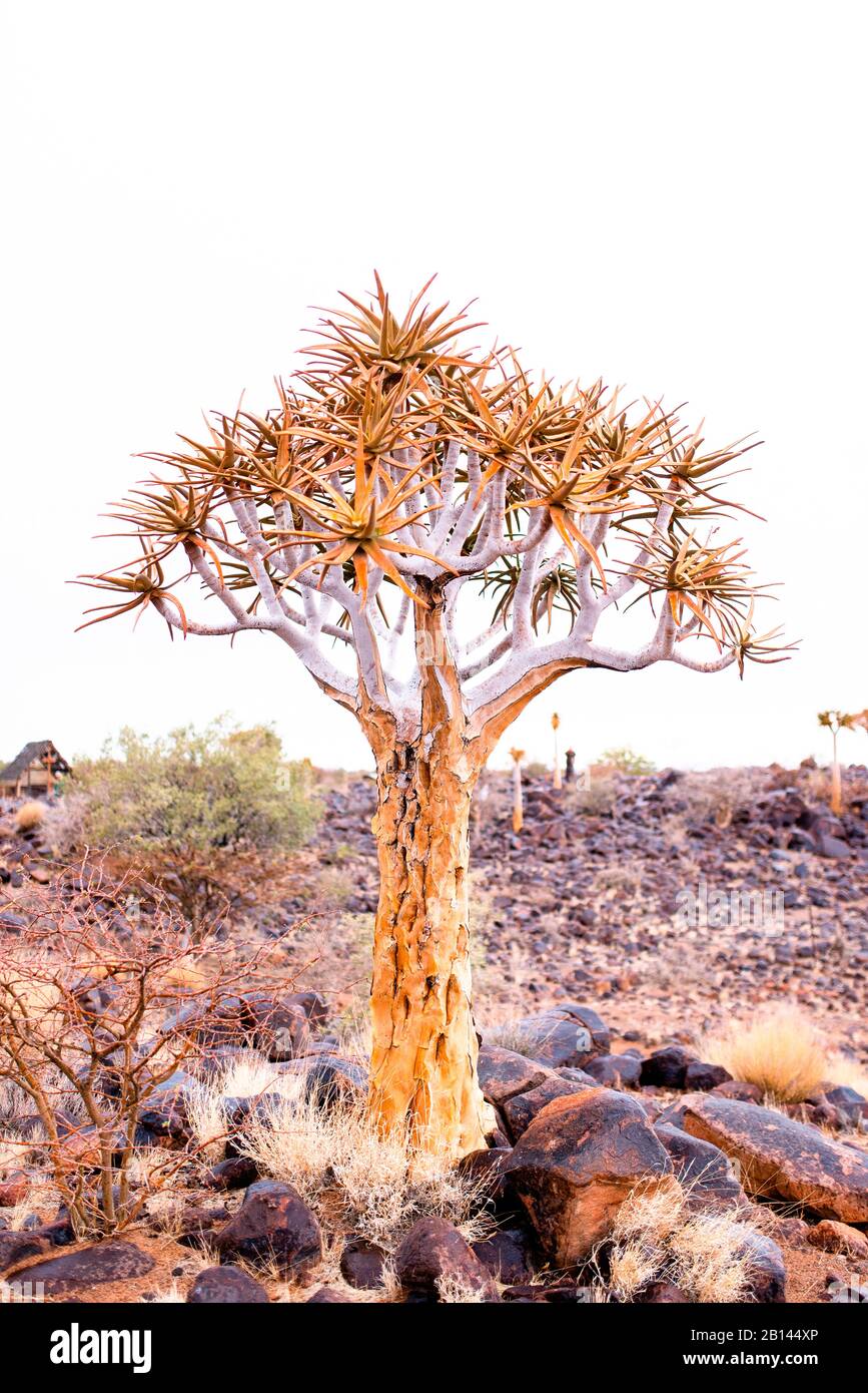 Dragon tree in Africa Stock Photo