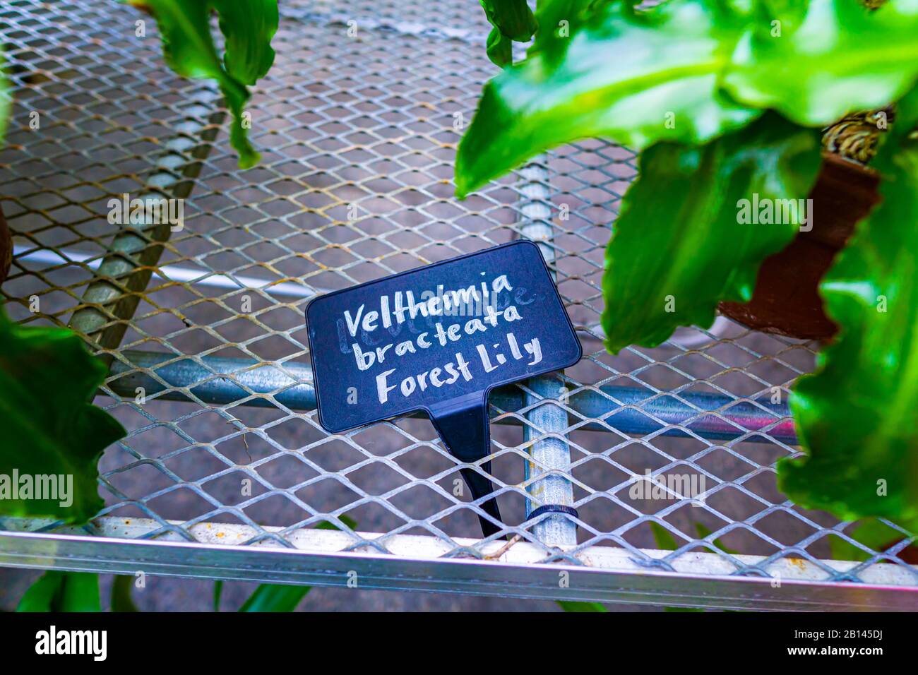 Veltheimia Bracteata Forest Lily Plant Stock Photo