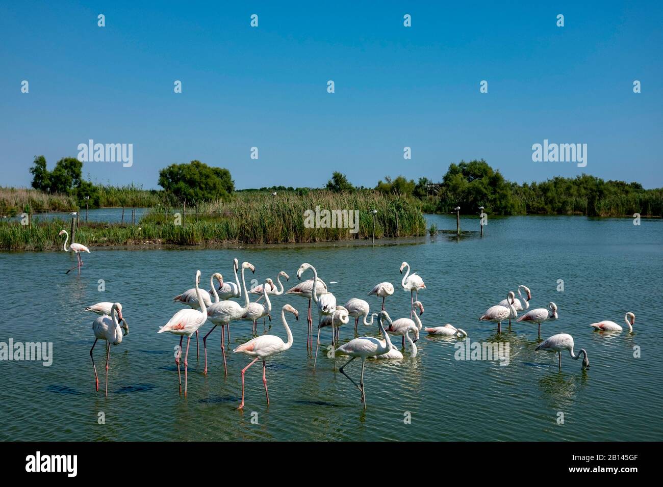 Flamingos in the Parc Ornithologique du Pont de Gau, Oiseaux de Camargue, Southern France Stock Photo