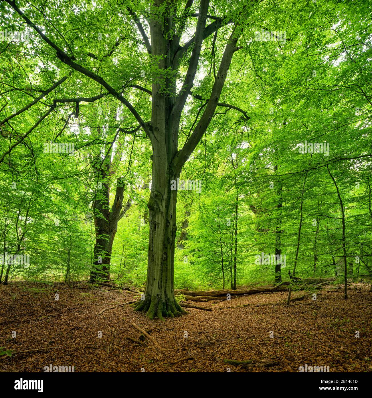Untouched natural mixed deciduous forest with old beech and oak trees, Sababurg Primeval Forest, Reinhardswald, Hesse, Germany Stock Photo