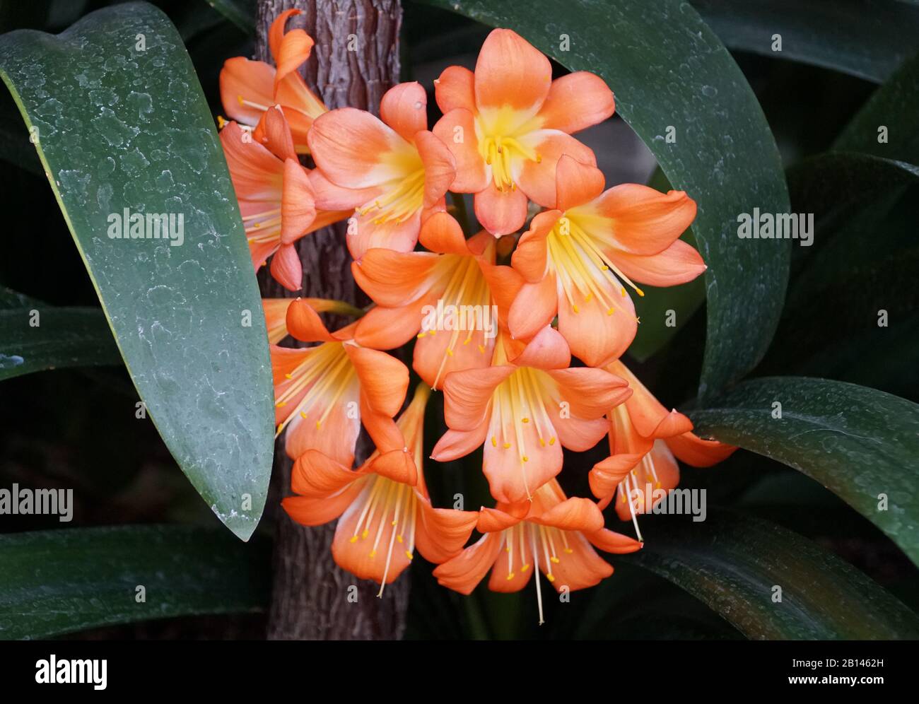 Beautiful orange color of Clivia Miniata tropical flowers Stock Photo