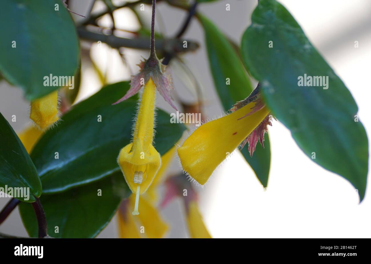 Beautiful Goldfish tropical plant tiny yellow flowers Stock Photo