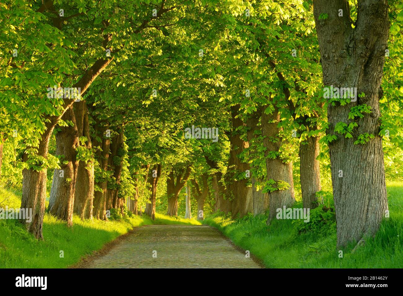 Chestnut alley in the morning light, old cobblestone pavement, near Binz, Island of Rügen, Mecklenburg-Western Pomerania, Germany Stock Photo