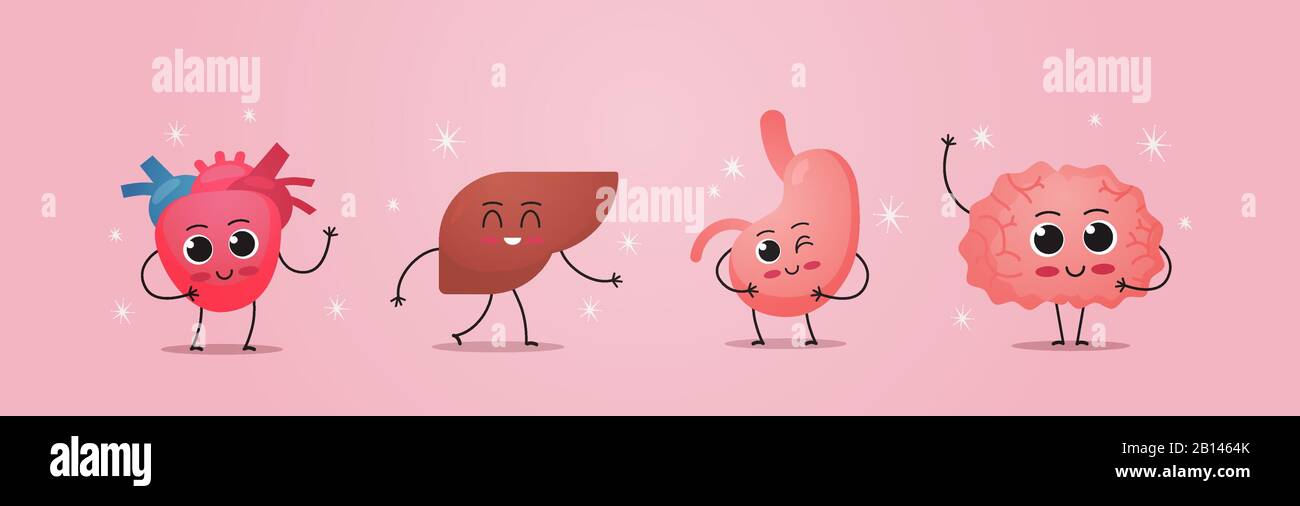 funny anatomical mascot heart liver stomach brain characters cute human body internal organs anatomy healthcare medical concept horizontal vector illustration Stock Vector