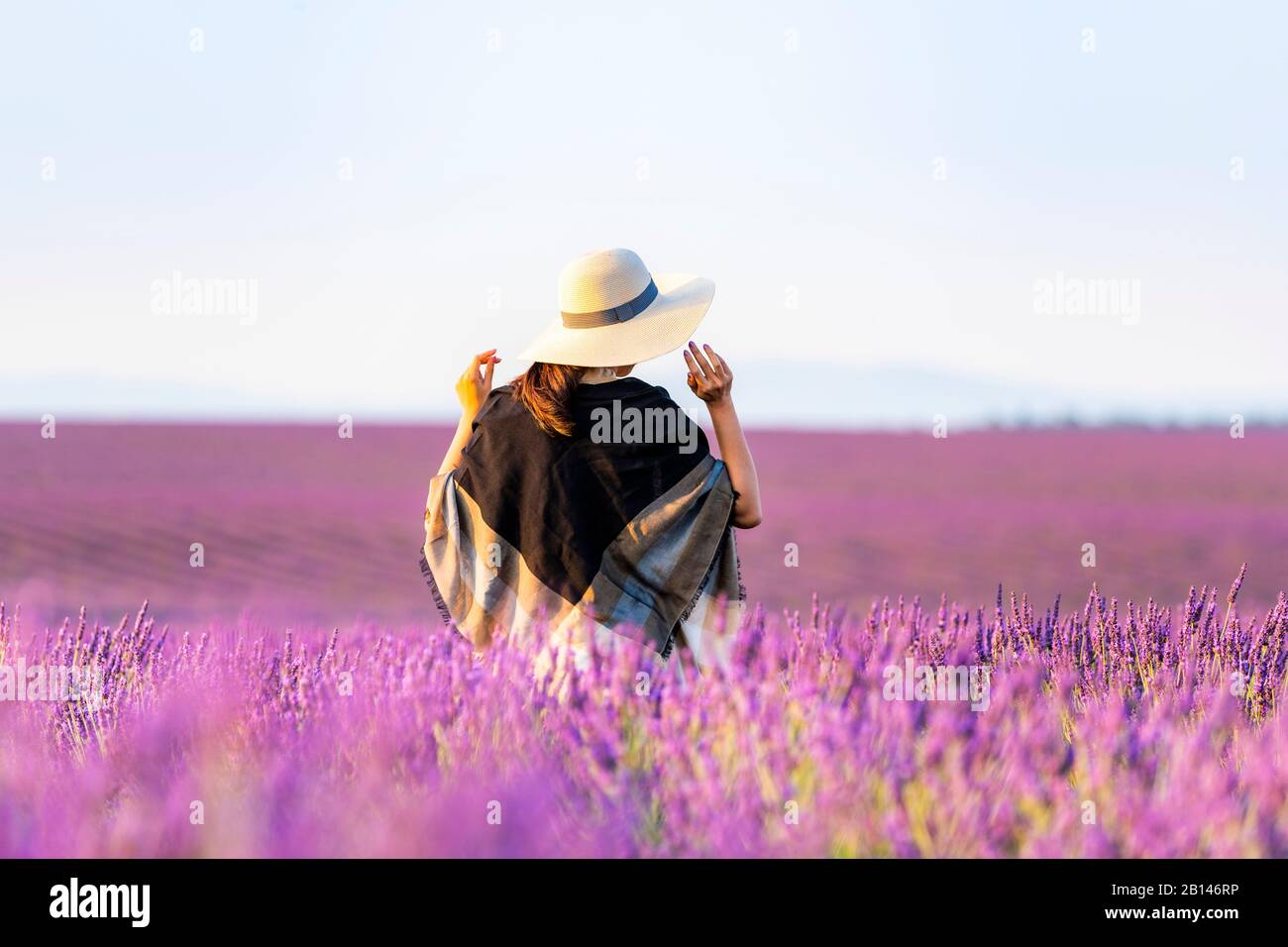 Lavender fields near Valensole in Southern France, Provence, France Stock Photo