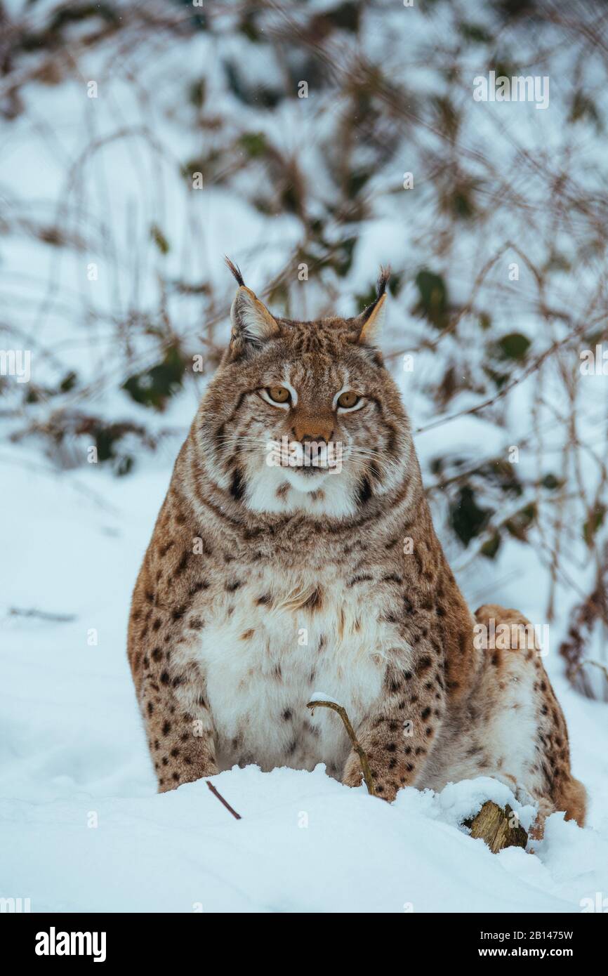 Eurasian lynx in the snow Stock Photo