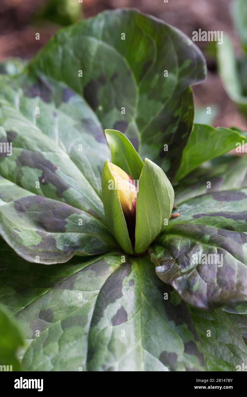 Trillium kurabayashii, the giant purple wakerobin. Stock Photo